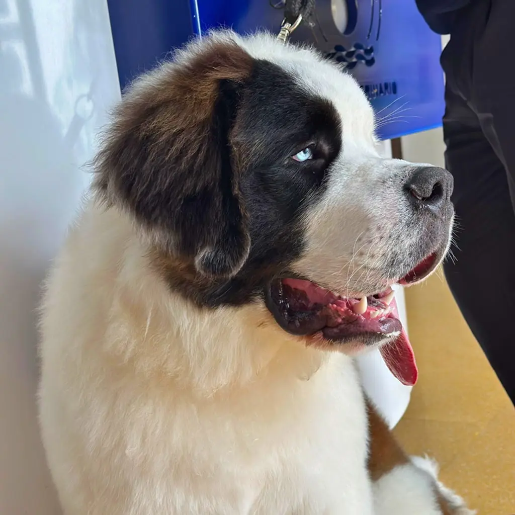 atención perros razas grandes