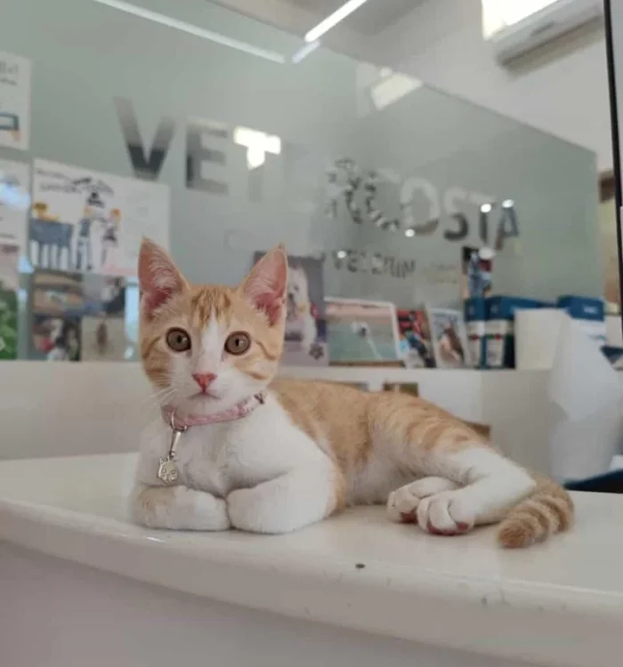 gatito-en-intalaciones-min